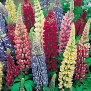 Lupins